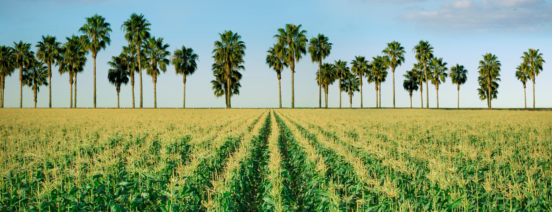 Home  Hugh Branch - Sweet Corn Industry Leader